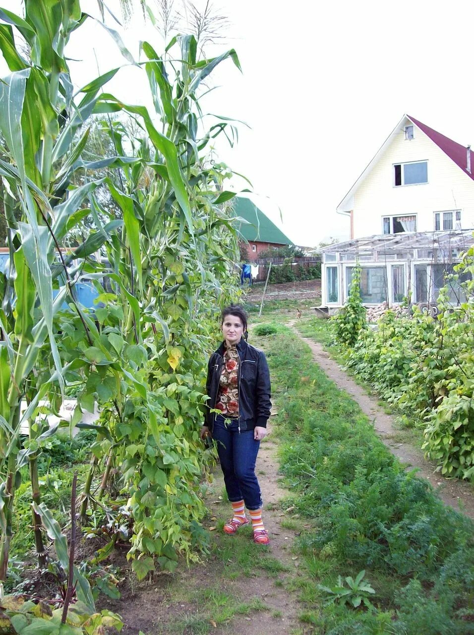 Можно ли посадить кукурузу. Кукуруза в огороде. Кукуруза на дачном участке. Кукуруза растет на грядке. Посадка кукурузы на участке.