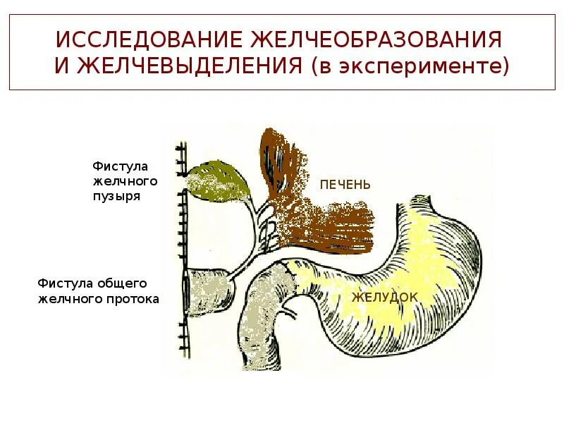 Печень 12 перстной кишки. Методики изучения желчеобразования и желчевыделения.. Фистула желчного пузыря. Переваривание в 12 перстной кишки. Проток в 12перстну кишку.