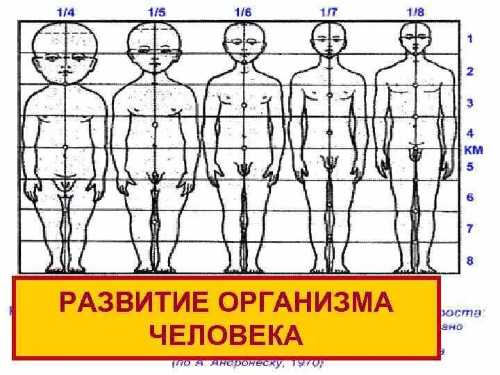 Развитие организма человека. Развитие органов человека. Формирование организма. Рост и развитие организма человека.