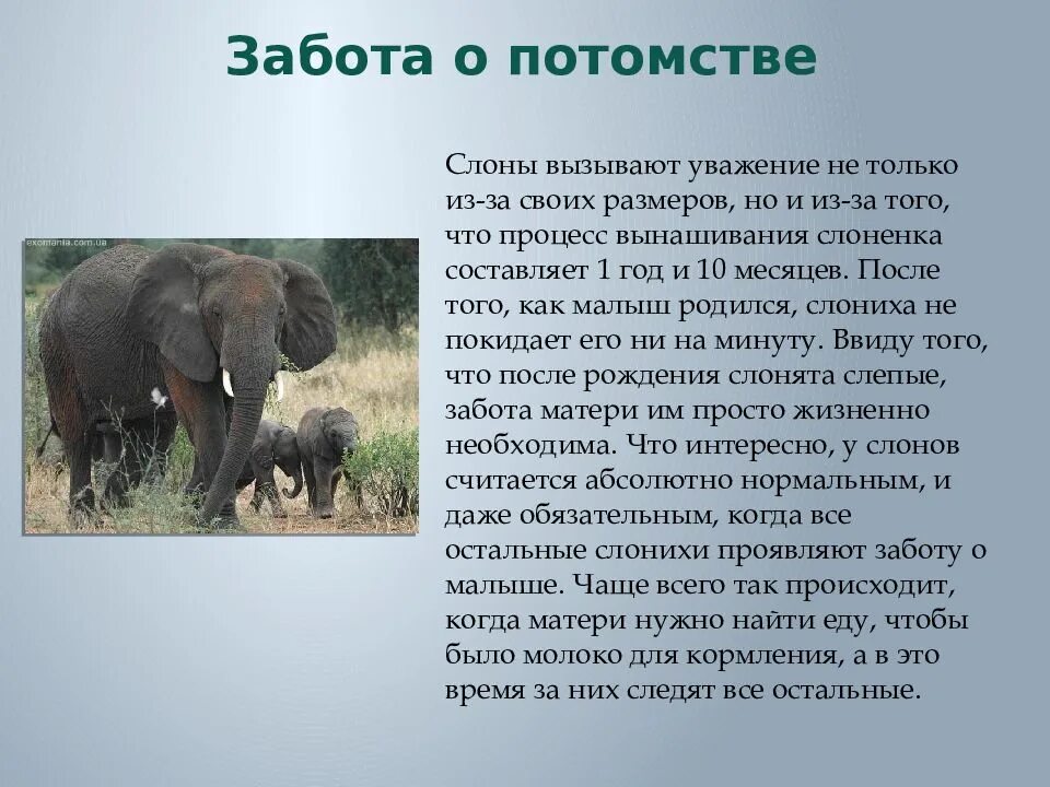 Слоников краткое. Презентация о слонах. Как животные заботятся о потомстве сообщение. Слоны для презентации. Забота о слонах.