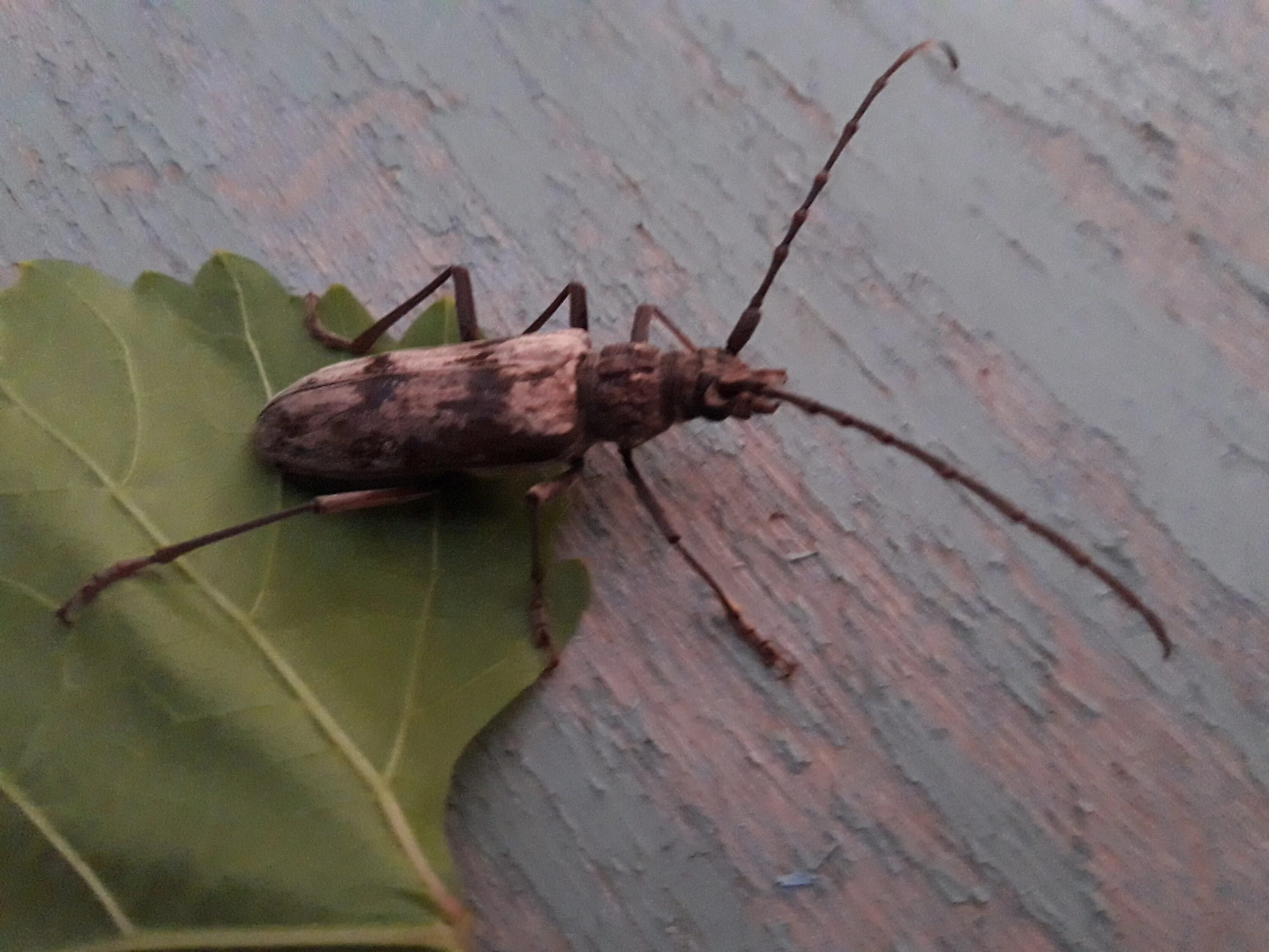 длинный летающий жук. черный жук усач дровосек. жук короед усач. длинный летающий жук. жук усач летает.