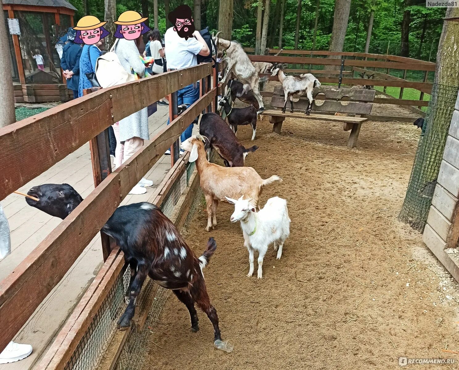 Vnukovo outlet village зоопарк. Аутлет внуково парк с животными. Внуково аутлет виладж ферма олени. Outlet village белая дача, котельники. Angry birds park внуково.