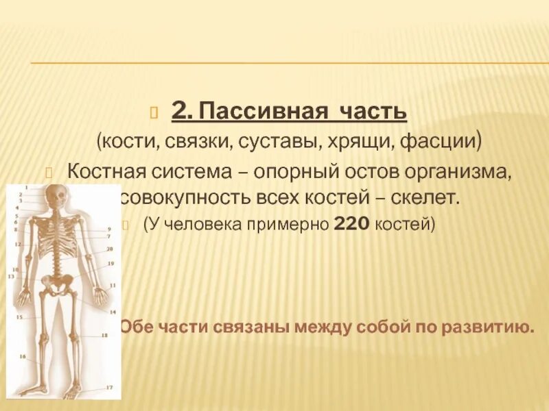 Пассивная часть опорно двигательной. Кости опорно двигательного аппарата. Пассивный двигательный аппарат: скелет, суставы и связки.. Пассивная часть. Кости и органы в женском организме.