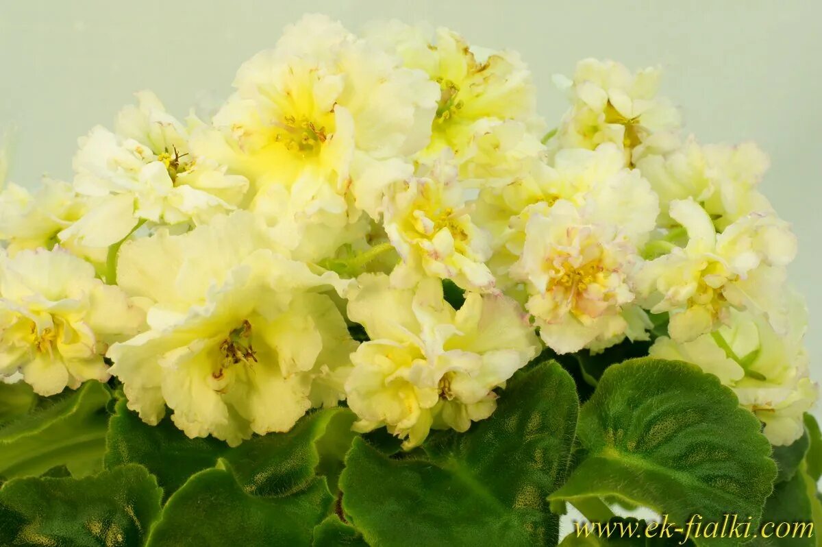 Фиалка солнышко. Фиалка солнышко. Фиалка сорт молодо зелено. Фиалка ав солнышко. Фиалка ав солнышко.