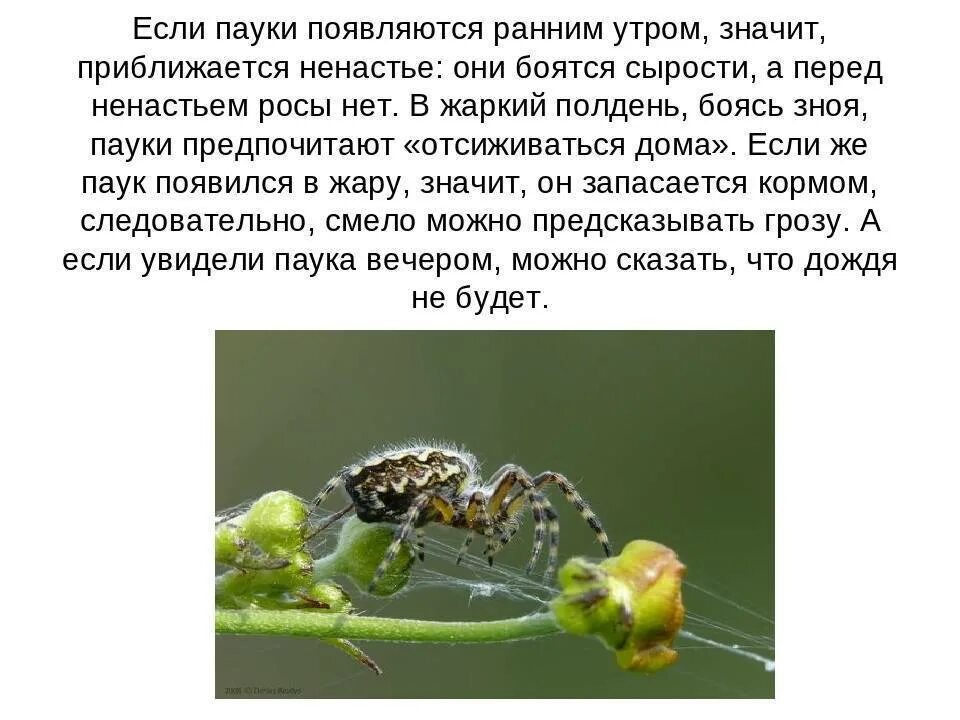 Что значит паук с 2. Приметы паучок спускается перед лицом. приметы паукообразных. паук в квартире примета.