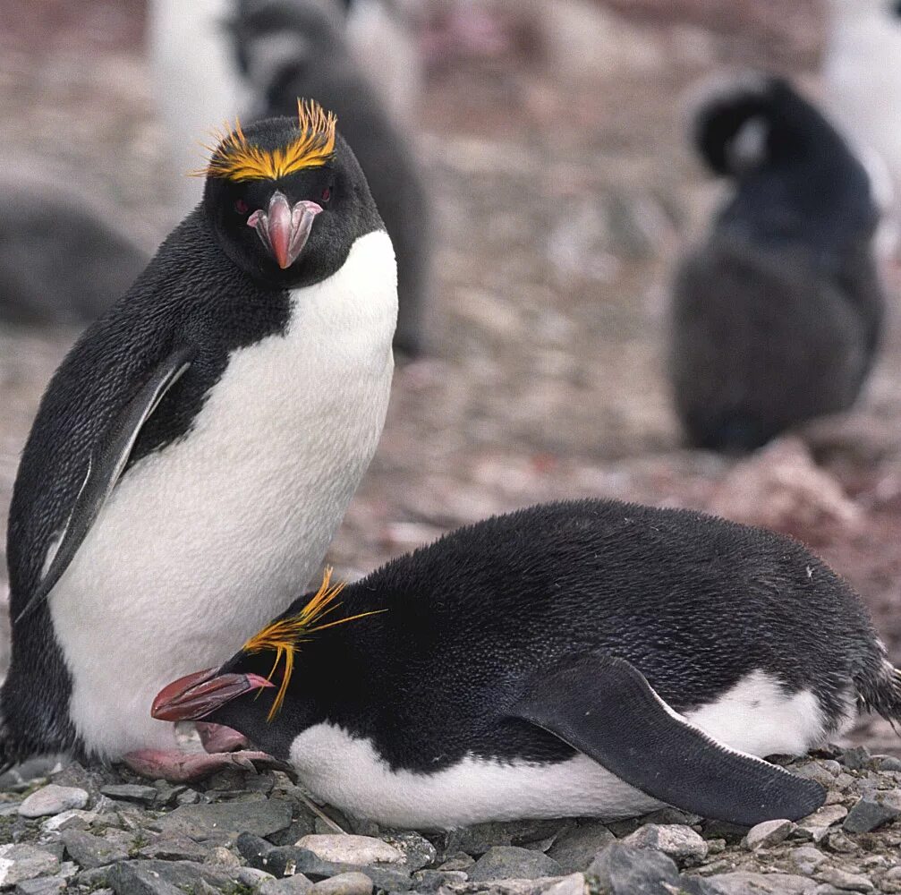 Златовласые пингвины (Eudyptes Chrysolophus). Королевский хохлатый Пингвин. Пингвин Золотоволосый Eudyptes Chrysolophus. Императорский Пингвин хохлатый. Какие красивые золотоволосые пингвины над глазами