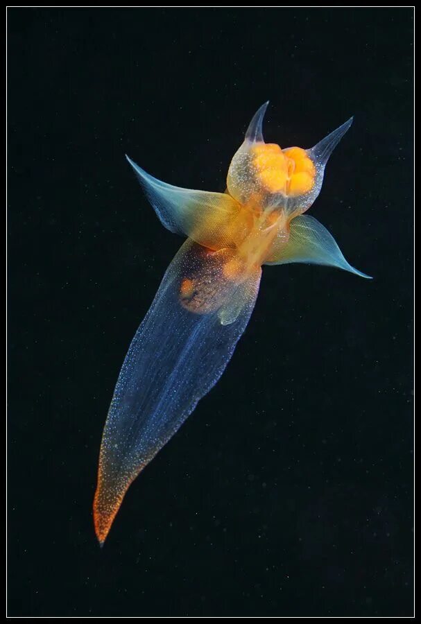 Морской ангел из моллюсков сканворд. Морской ангел крылоногий моллюск. Морской ангел из моллюсков сканворд. Северный клион морской ангел. Северный клион морской ангел.