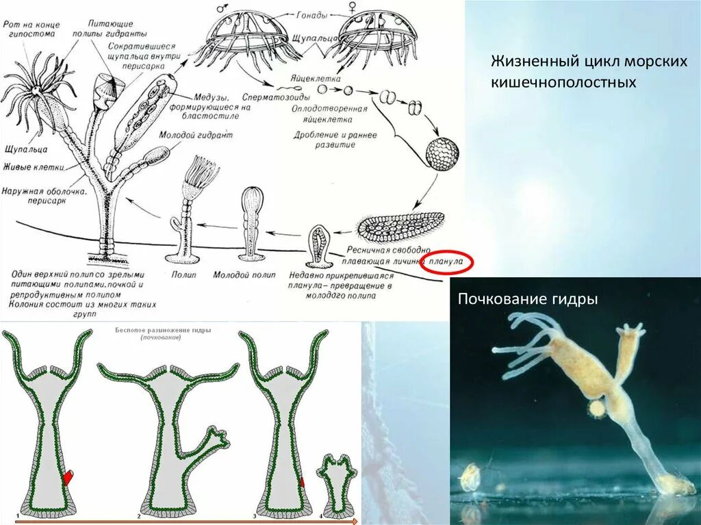 Какие клетки у кишечнополостных обеспечивают процесс регенерации. Жизненный цикл морского ГИДРОИДА. Гидра обыкновенная жизненный цикл. Жизненный цикл гидры пресноводной. Цикл развития гидроидного полипа.