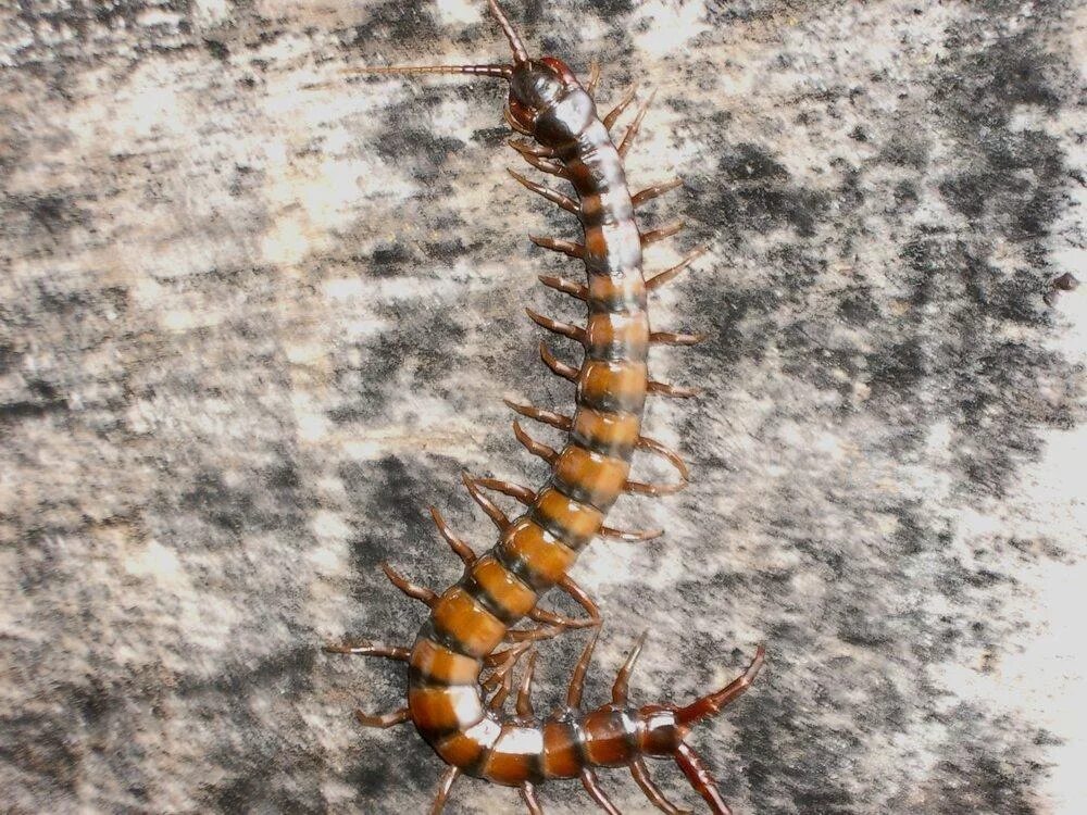 Сколопендра обыкновенная. Сороконожка слушать. Тайская сколопендра. Мокрица сороконожка. Сколопендра дрейн.