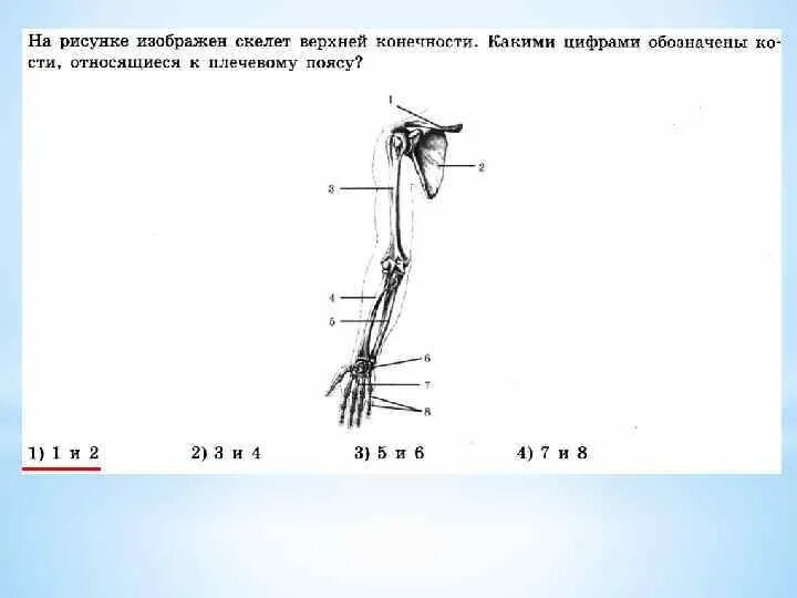 Выберите особенности строения скелета изображенного на рисунке. Блок схема скелет верхней конечности. На рисунке изображен скелет верхней конечности. Скелет конечностей схема верхняя конечность нижняя конечность.