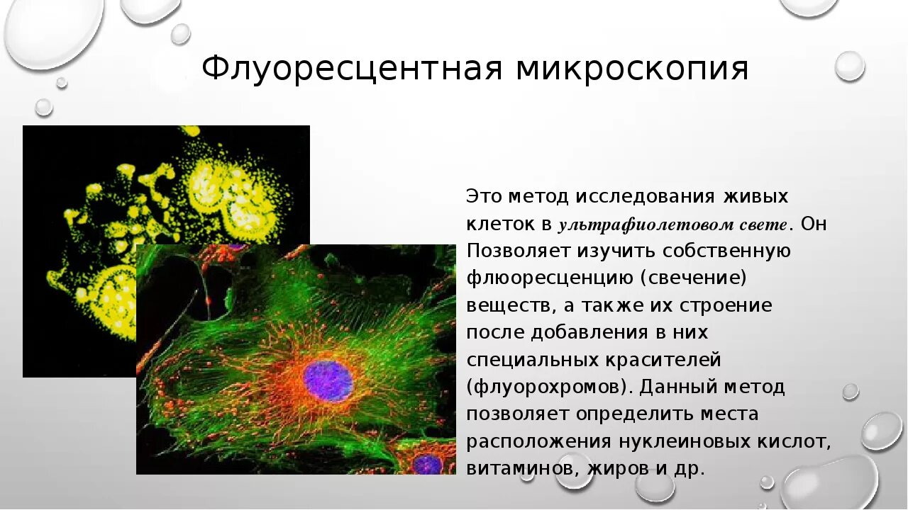 Цитоскелет клетки флуоресцентная микроскопия. Люминесцентная (флуоресцентная) микроскопия. Флуоресцентная микроскопия это в биологии. Метод флуоресцентной микроскопии.