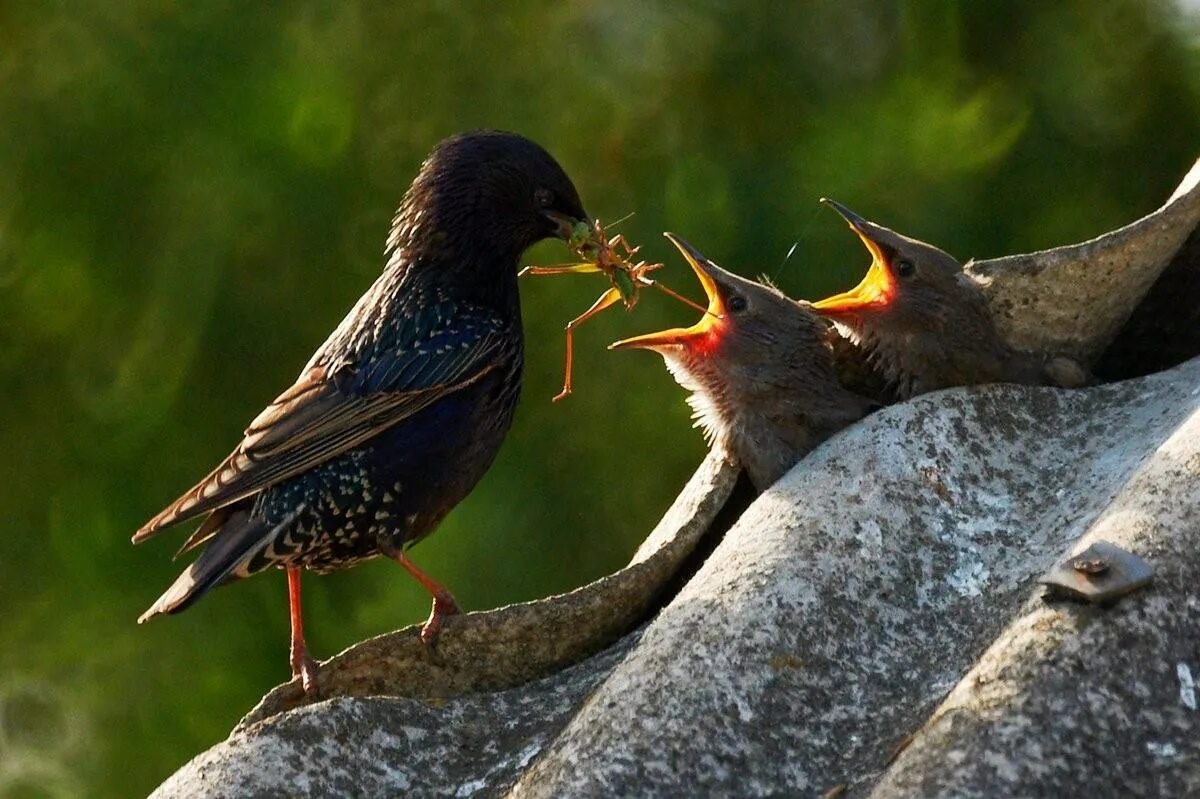 Скворец ягодник. Чем питается скворец. Чем питается скворец. Дрозд с боярышником. Дрозд обыкновенный скворец.