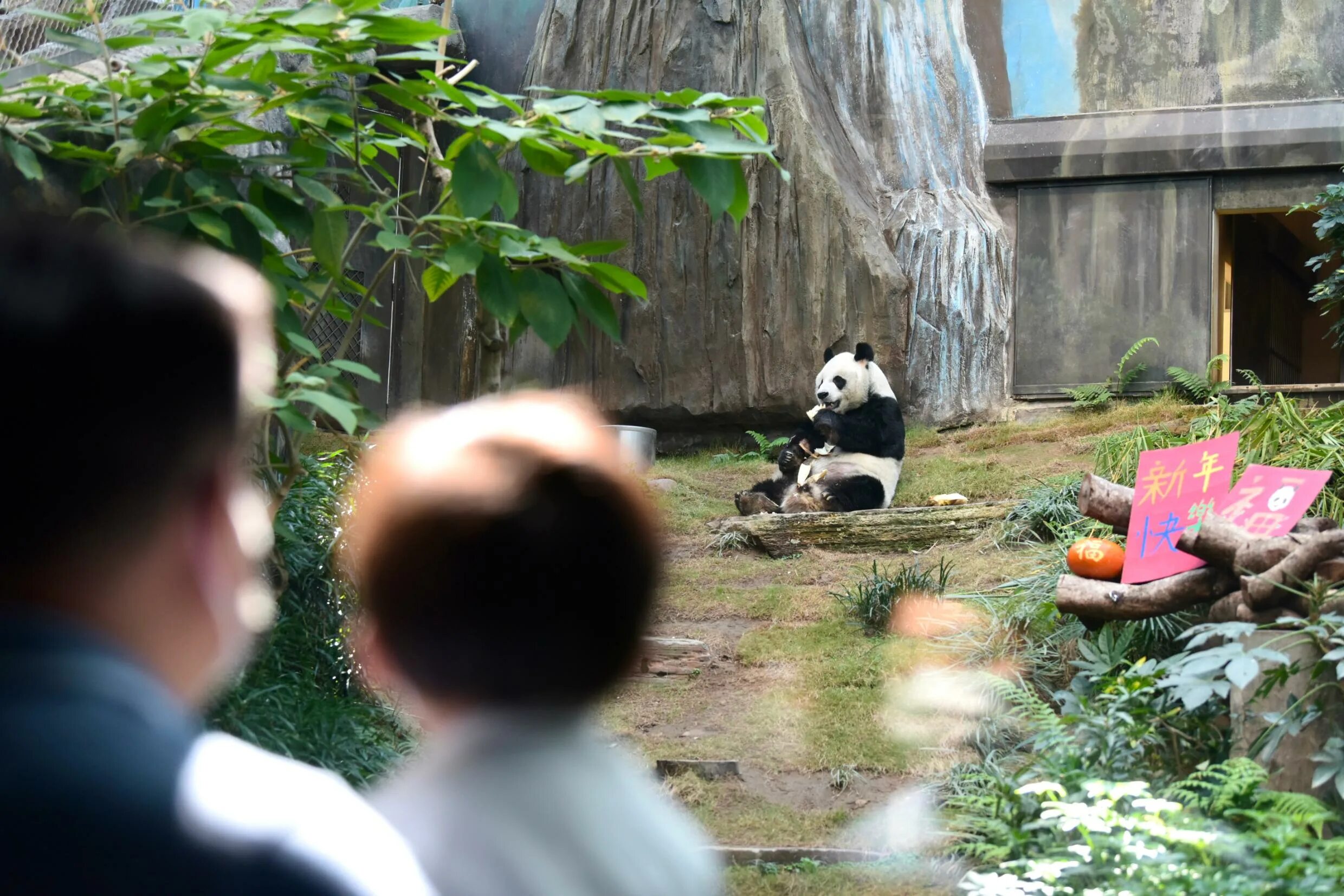 Oji san de umeru ana team. Гигантская Панда. Панда в Китае. Самая Старая Панда. Самая большая Панда в мире.