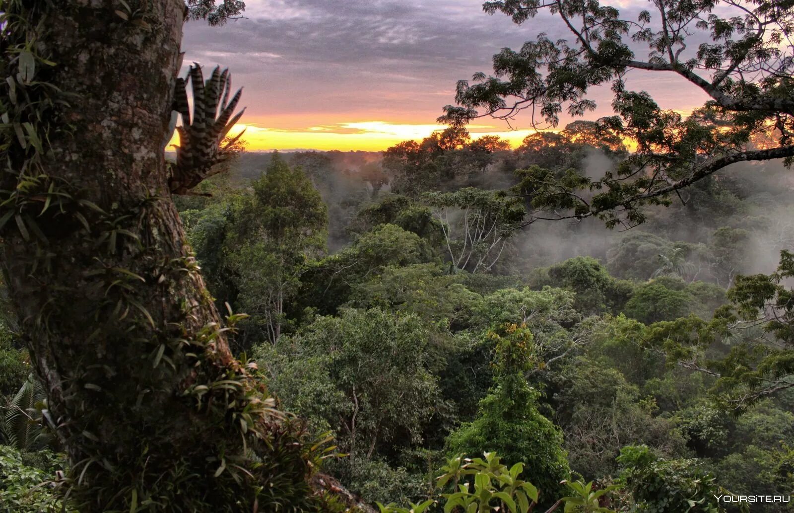 Тропические леса амазонки, южная америка. Экваториальная и южная африка. Экваториальные и тропические леса африки. Экваториальная и южная африка. Сельва африки.