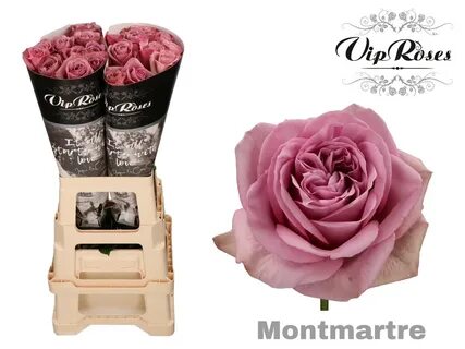Vip roses