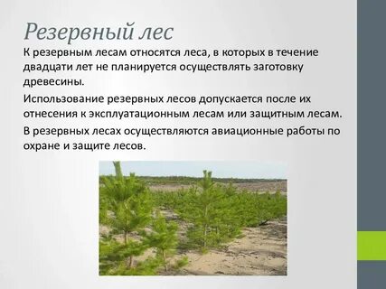 Резервные леса это