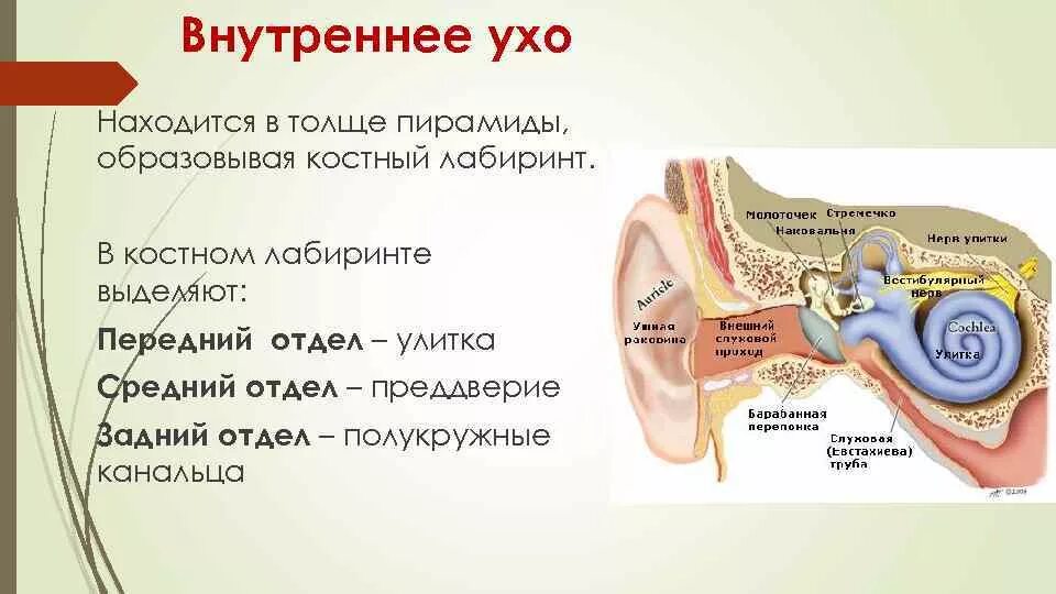 Внутреннее ухо находится в толще