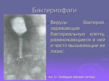 Вирус лизис