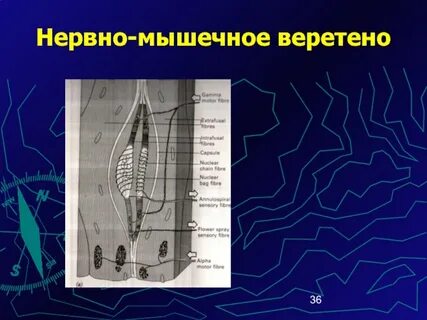 Нейромышечная связь