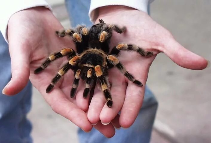 Brazilian Black Tarantula - Jonathan's Jungle Roadshow in 2025 Pet tarantula, Pe