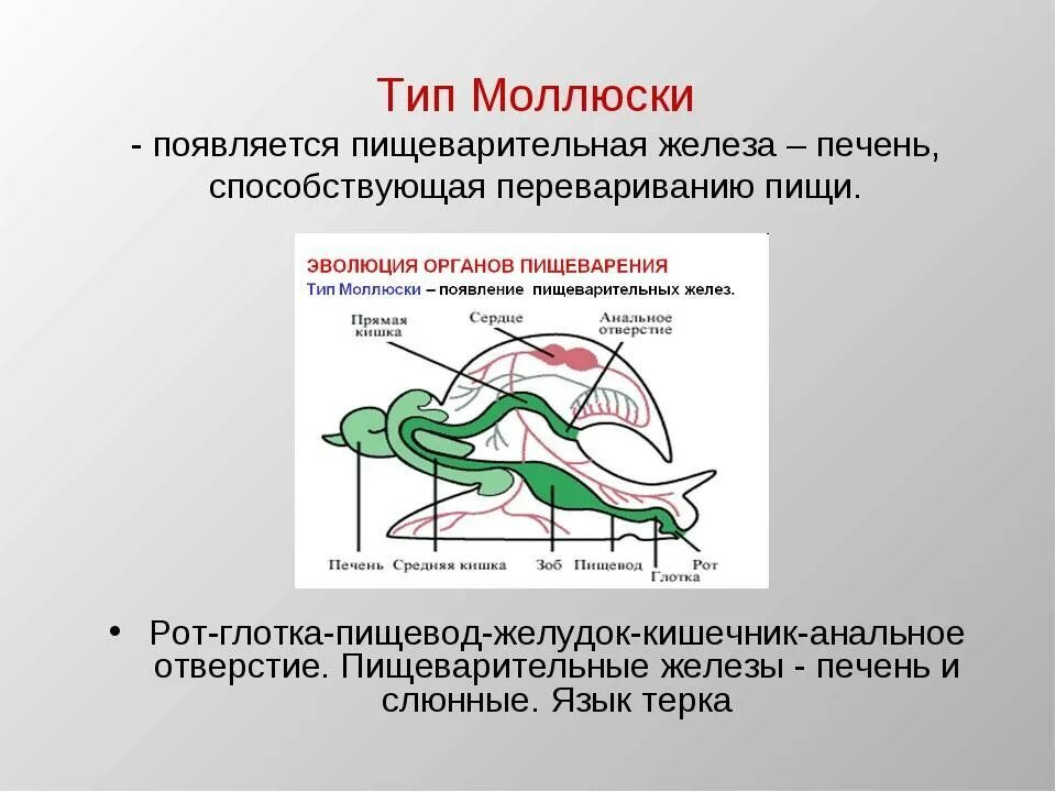 Пищеварительная система моллюсков 7 класс. Тип моллюски 7 класс пищеварительная система. Двустворчатые моллюски пищеварительная система. Пищеварительная система малюск. Двустворчатые моллюски строение пищеварительной системы.