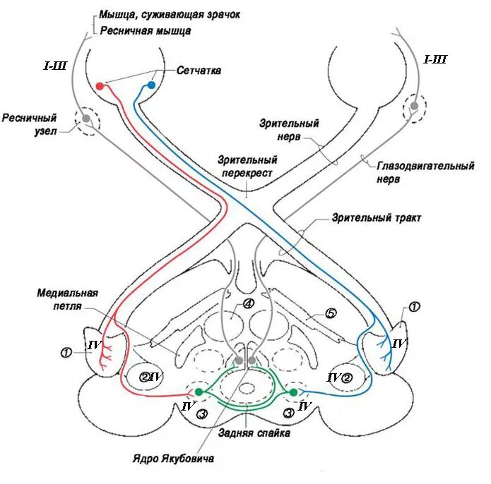 Зрительный и слуховой ориентировочный рефлекс. Путь зрачкового рефлекса схема. Рефлекторная дуга зрачкового рефлекса. Дуга зрачкового рефлекса схема. Схема рефлекторной дуги зрачкового рефлекса.