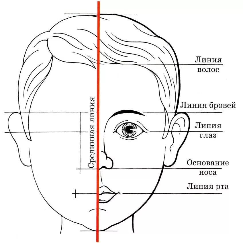 Линия затылка. Конструкция головы человека и ее пропорции поэтапно. Конструкция головы человека рисунок. Пропорции головы человека рисунок. Построение лица человека пропорции схема.