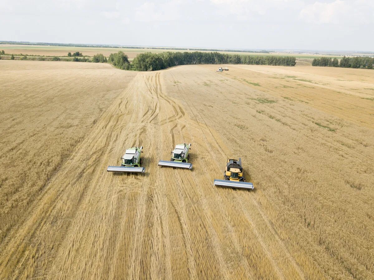 Урожай зерна в россии 2021. Волгоградская область растениеводство 2020. Апк пензенской области. Сельское хозяйство пензенского края-. Агрофирма рассвет белинский район.