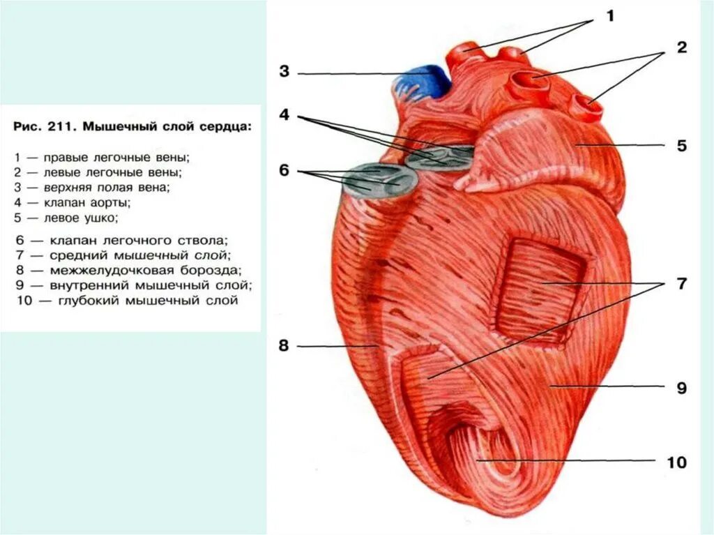 Стенки предсердий и желудочков. Послойное строение сердца анатомия. Схема миокарда предсердий и желудочков. Миокард предсердий анатомия. Строение миокарда сердца.