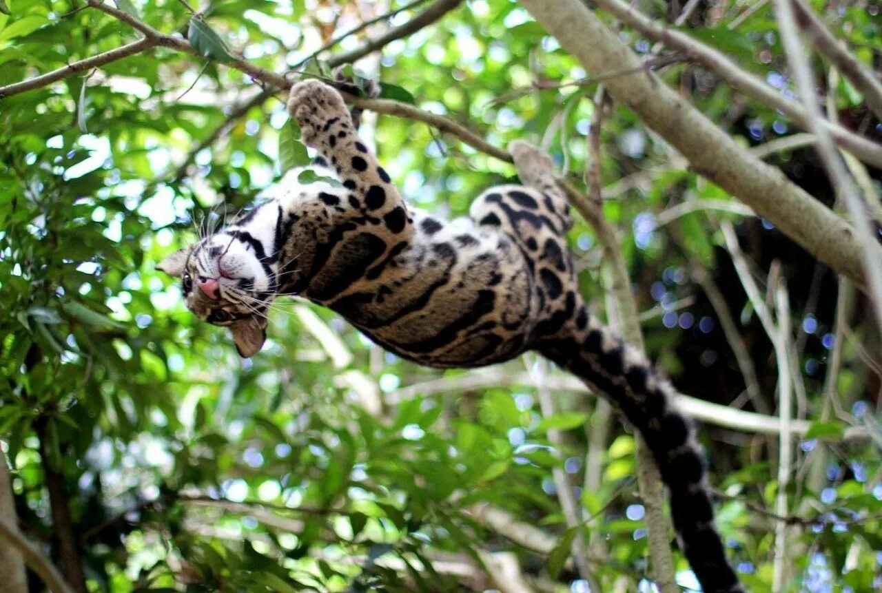 Clouded leopard