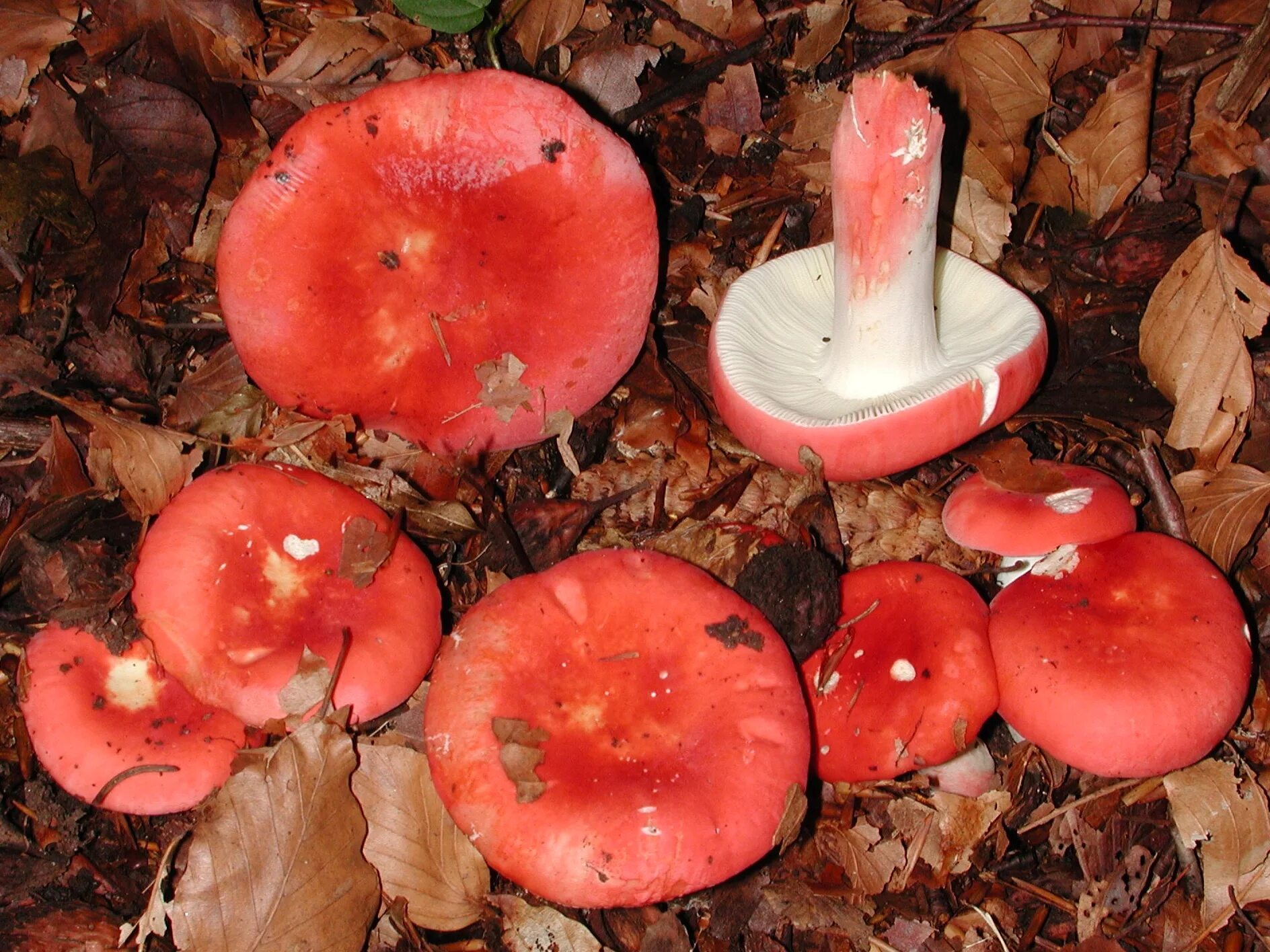 Гриб сыроежка розовый. Сыроежка розовая Russula rosea. Сыроежка сардониксовая. Сыроежка лиловатая. Сыроежка Крымская.