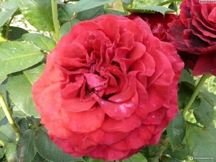 La rose des