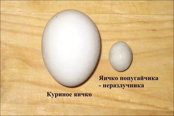 Размер яйца со