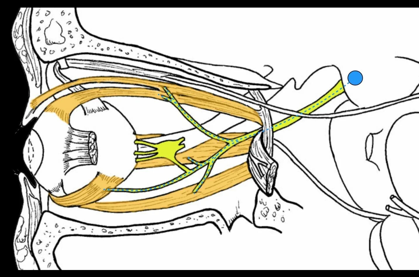 Отводящий нерв (n. ABDUCENS) иннервирует. Отводящий нерв (vi пара черепных нервов). Отводящий нерв схема. Отводящий нерв анатомия схема.