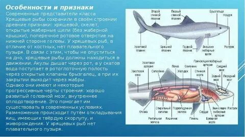 Жабры класс хрящевые рыбы