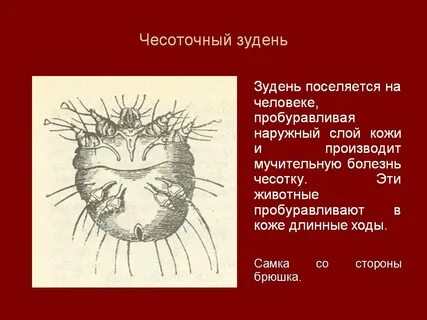Зудень