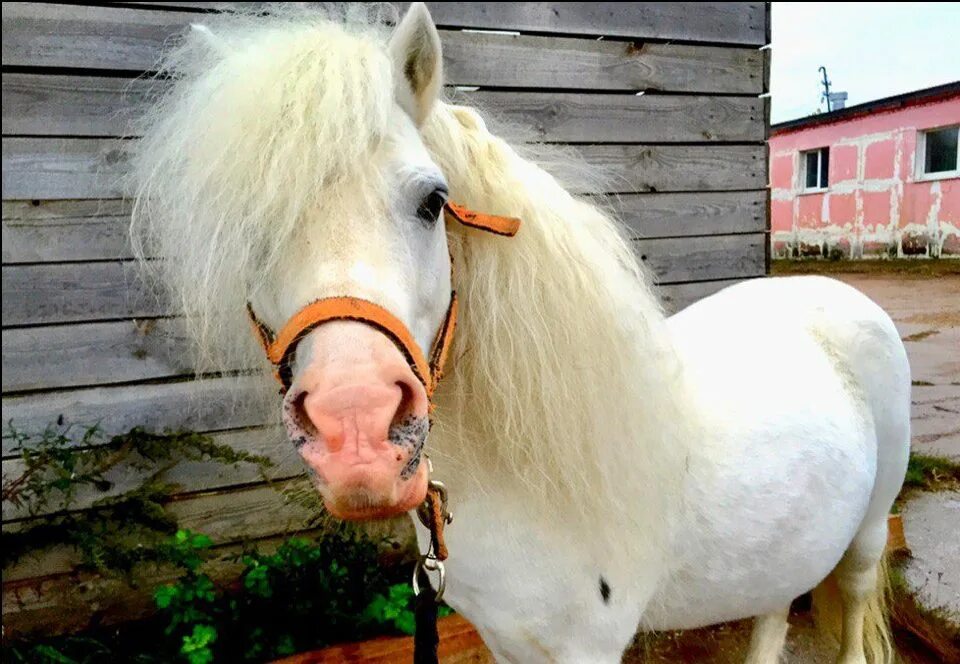 Пони с пышной гривой фото. Белое пони дрессированное. Pony москва