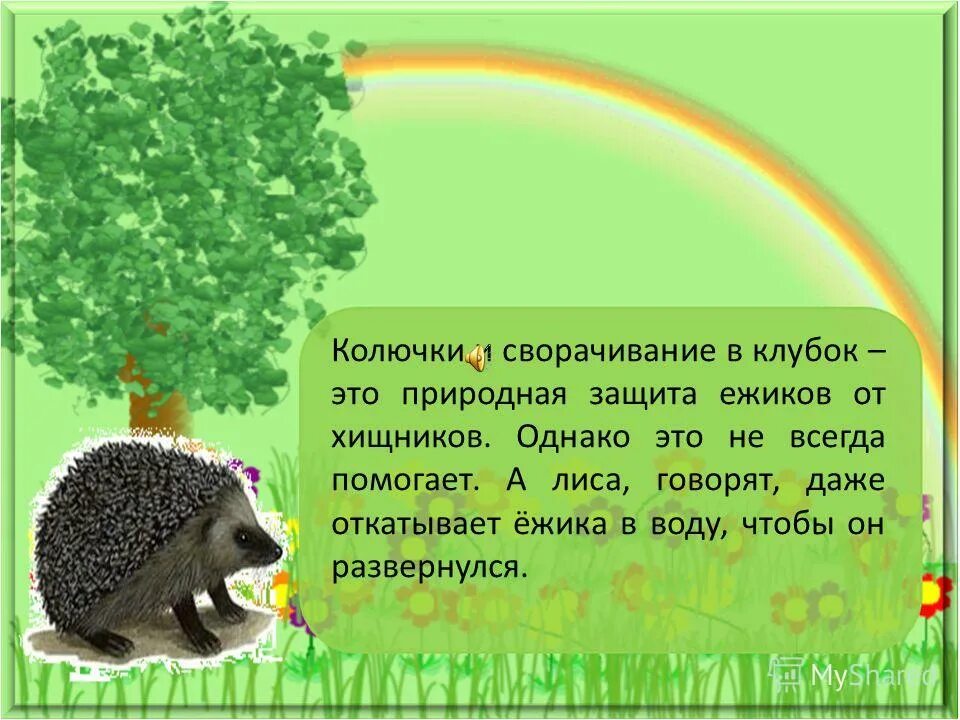 У нас под крыльцом живут ежи. Ежи живут в лесу. Ежа живут в лесу. Ежик живет в лесу. Защита ежей.