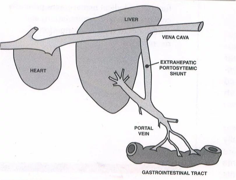 Шунт печени у собак. Воротная Вена печени у собак. Печень портокавальный шунт. Портокавальный шунт у собак. Порто системный шунт у собаки.