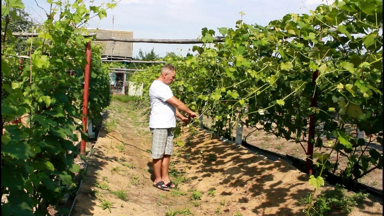 Пасынки на винограде. Что такое чеканка винограда как и когда это делать. Пасынковать виноград. Чеканка винограда в июне. Чеканка винограда сроки.