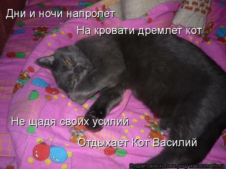 Дремлет какое. Кот дремот. картинка кот не дремлет. кот дремот фото. сутки напролет.