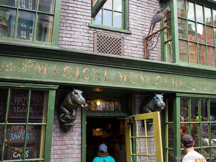 Creatures of the wizarding world