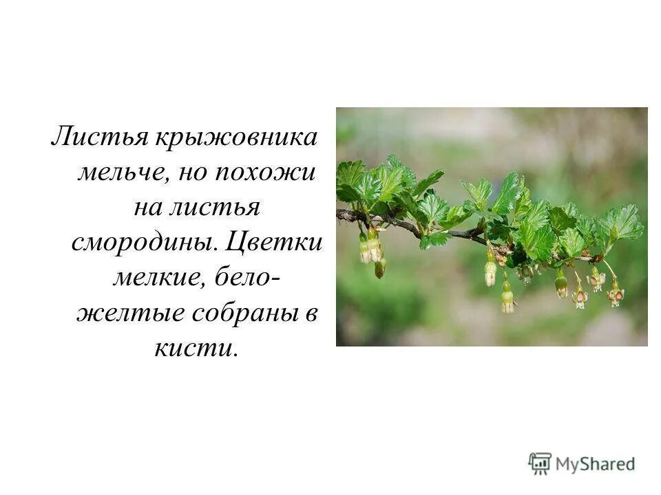Крыжовник читать краткое содержание. Лист крыжовника описание. крыжовник доклад. крыжовник кустарник описание. строение листа крыжовника.