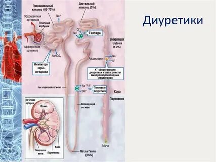Почечные диуретики