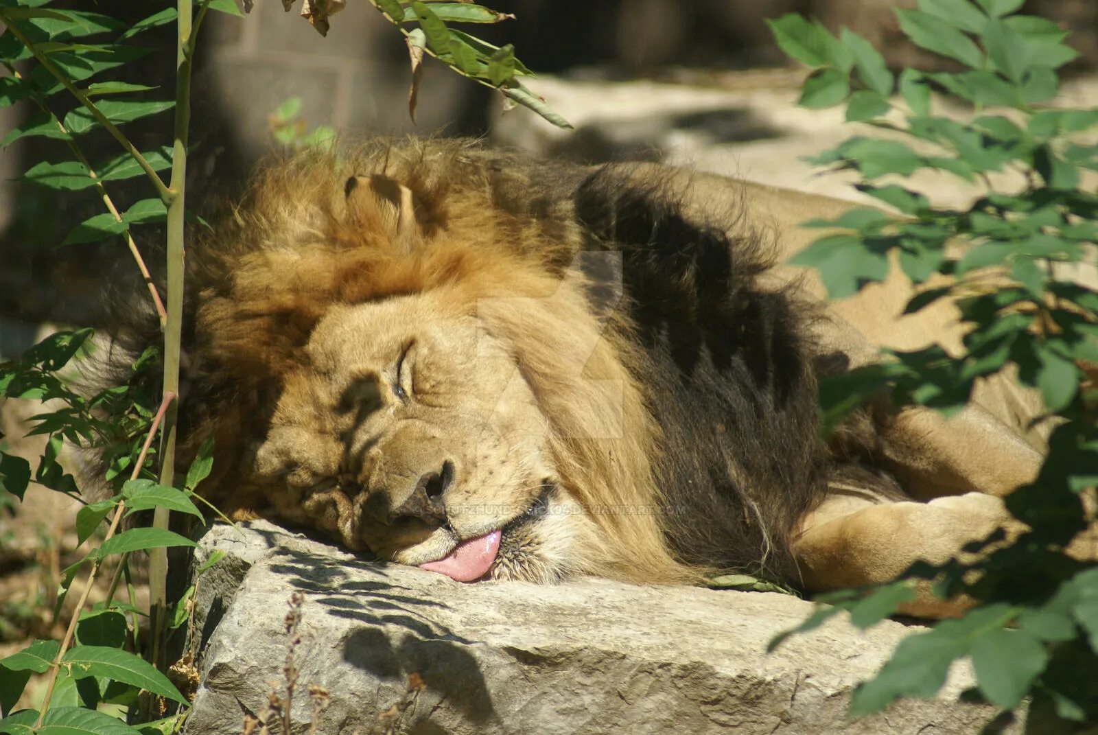 In the jungle lion. Спящие львы. Ленивый Лев. Лев спящий.