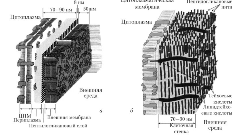 Наружная клеточная стенка. Торцевая стенка клетки. цпм и клеточная стенка. схема строения стенки кислотоустойчивых. структура клеточной стенки дерева.