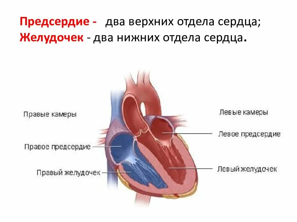 Сердце человека состоит из 2 предсердий. Строение митрального клапана. кровеносная система предсердие желудочек. камеры сердца. камеры сердца человека.
