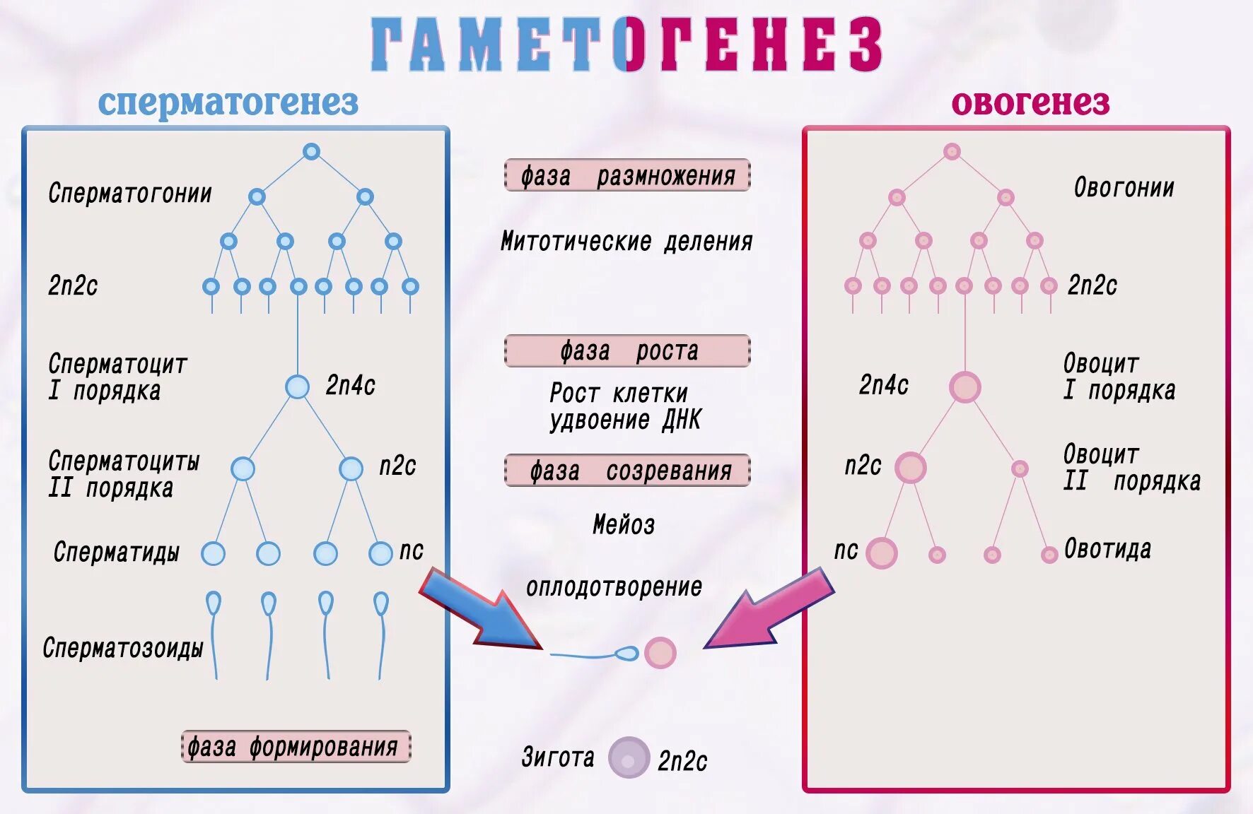 Типы гаметогенеза. Схема гаметогенеза развитие половых клеток. стадии развития гаметы в гаметогенезе. таблица стадии развития половых клеток. стадия созревания гаметогенеза.