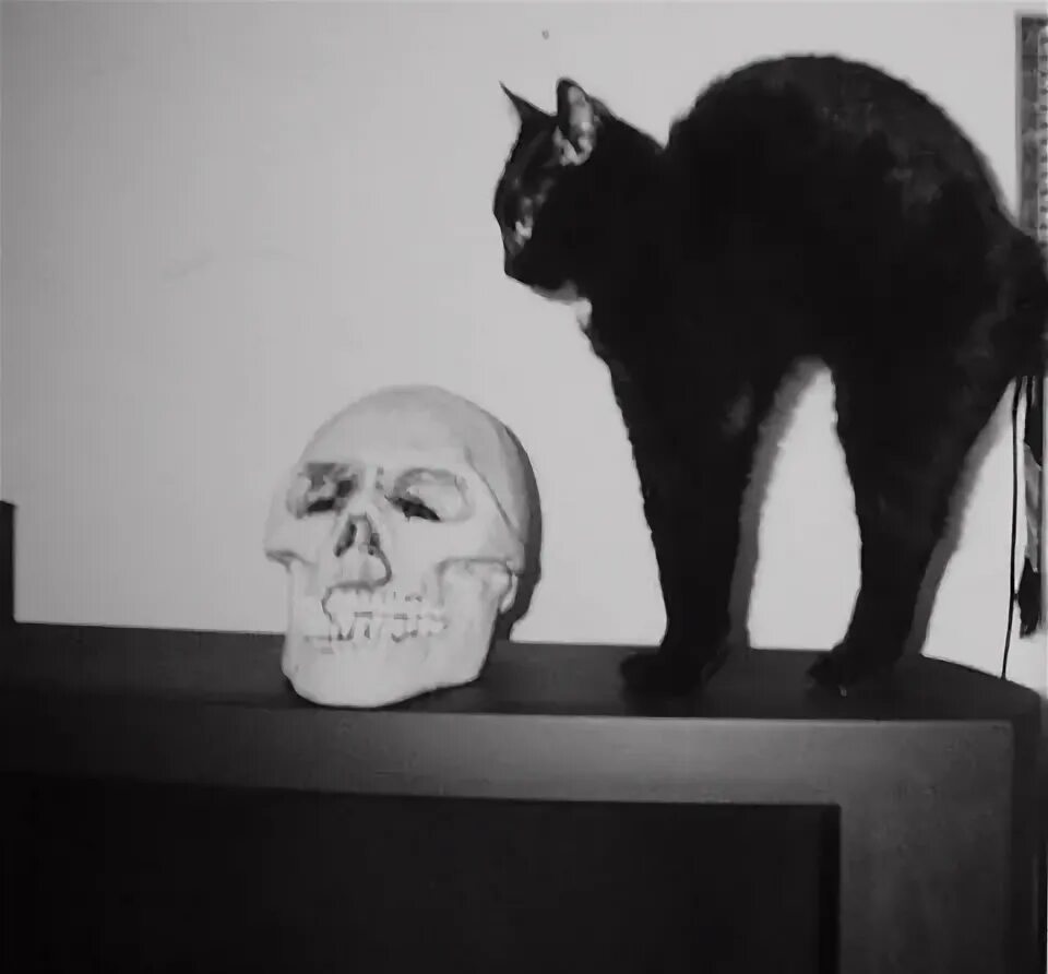 Кот гот. Черные коты с черепами. готы люди коты. gothic cat tumblr.