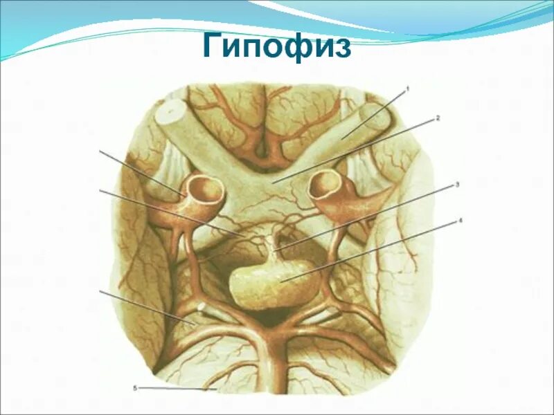 Гипофиз у животных. Строение гипофиза анатомический атлас. Гипофиз КРС. Гипофиз головного мозга у животных. Строение гипофиза животных.